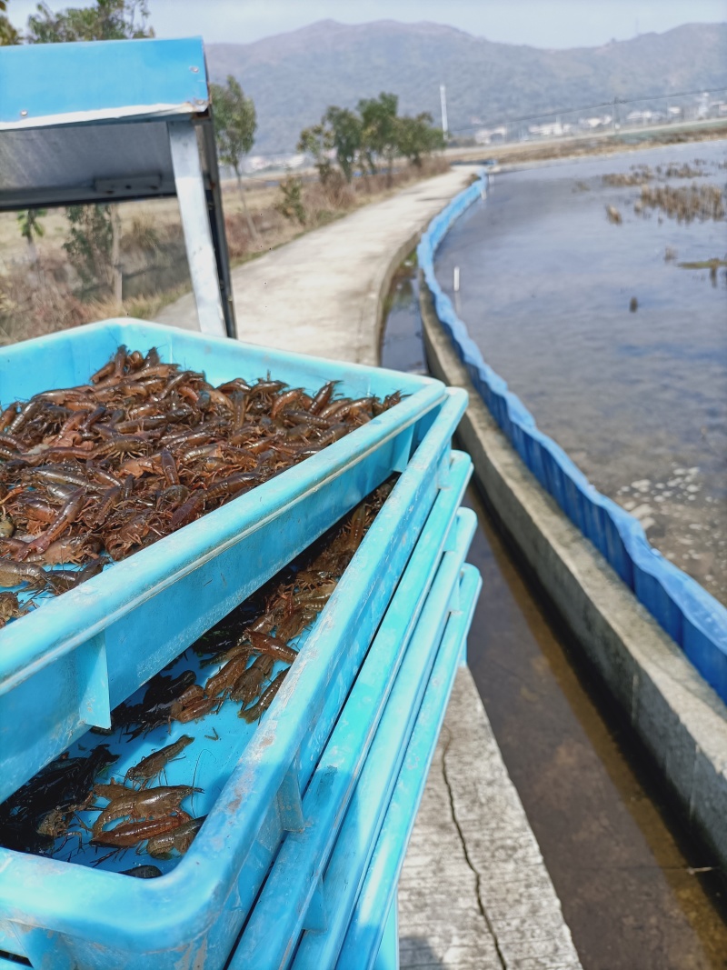 小龙虾苗，种苗，商品小龙虾