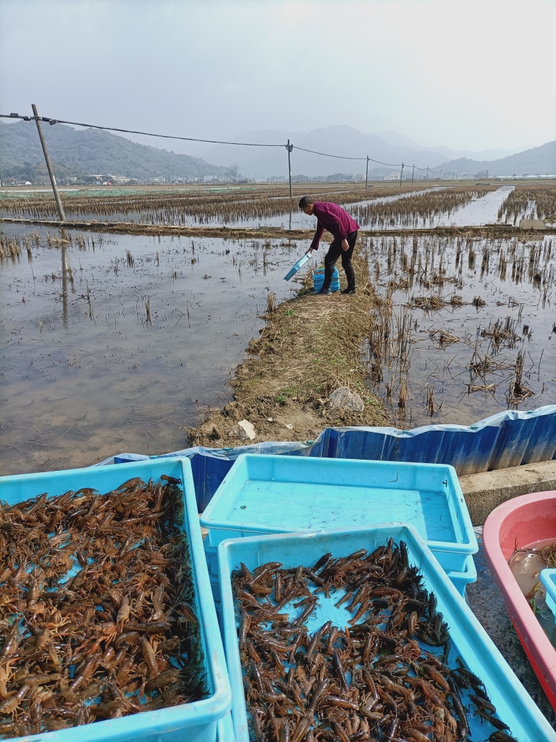 小龙虾苗，种苗，商品小龙虾