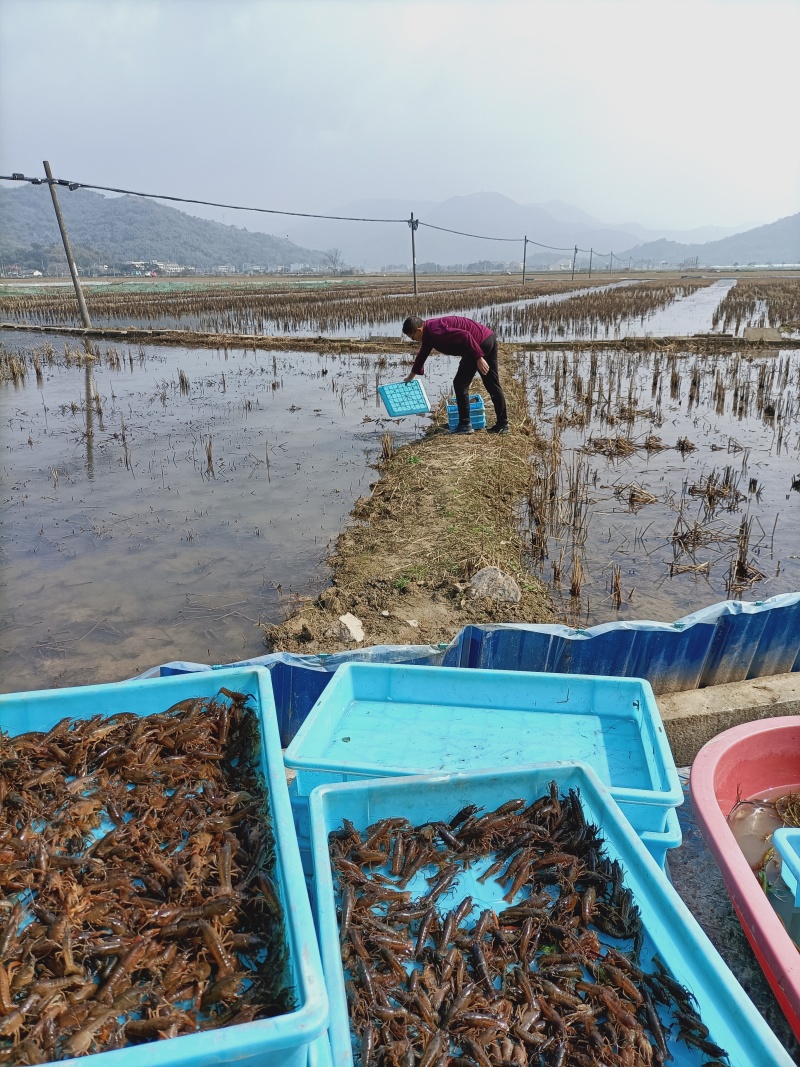 小龙虾苗，种苗，商品小龙虾