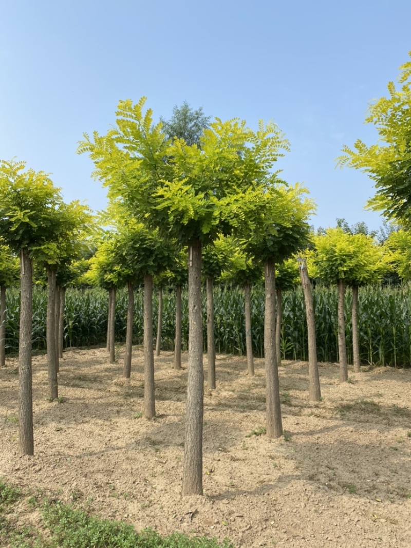 金叶槐6公分8公分10公分高杆金叶槐！