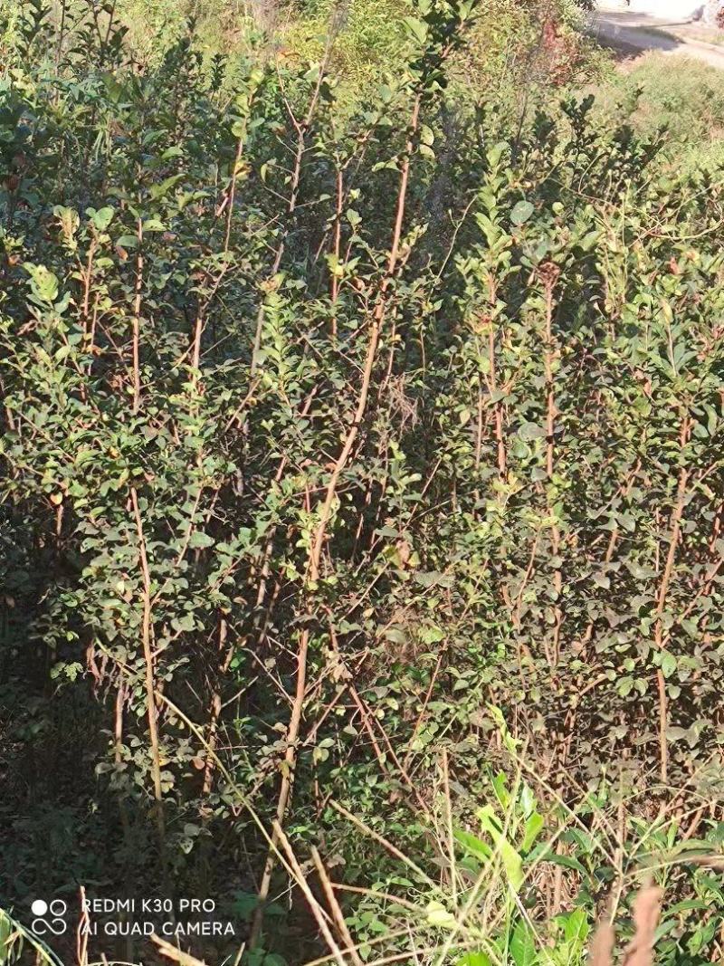 供应速生紫薇小苗，江西直供