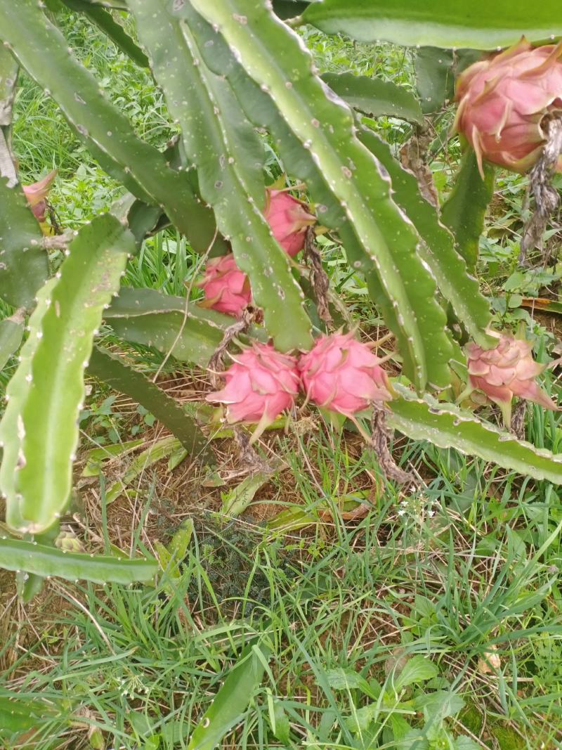 水果