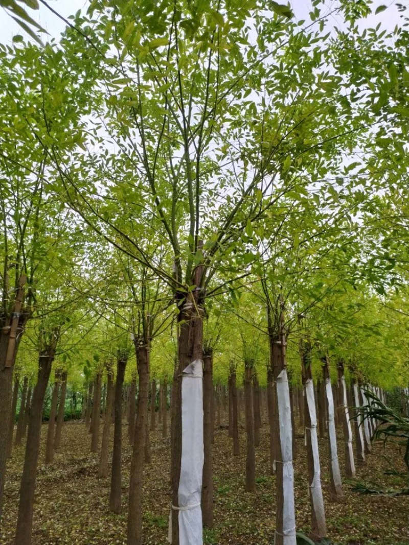 高杆金叶槐8公分10公分12公分金叶槐自产自销