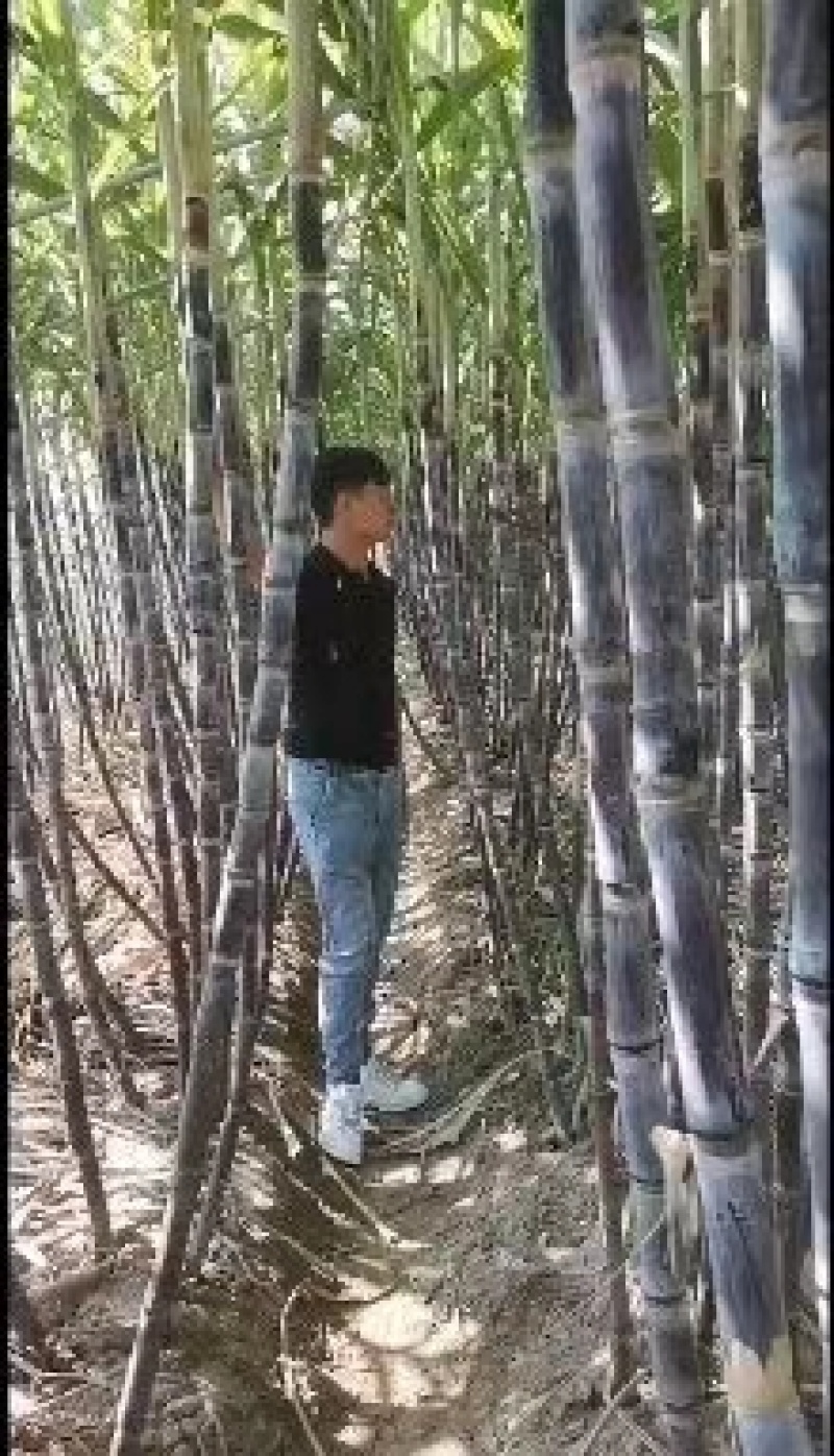 北方甘蔗上市啦，口感好脆甜，个头粗大，甘蔗绝对口感好