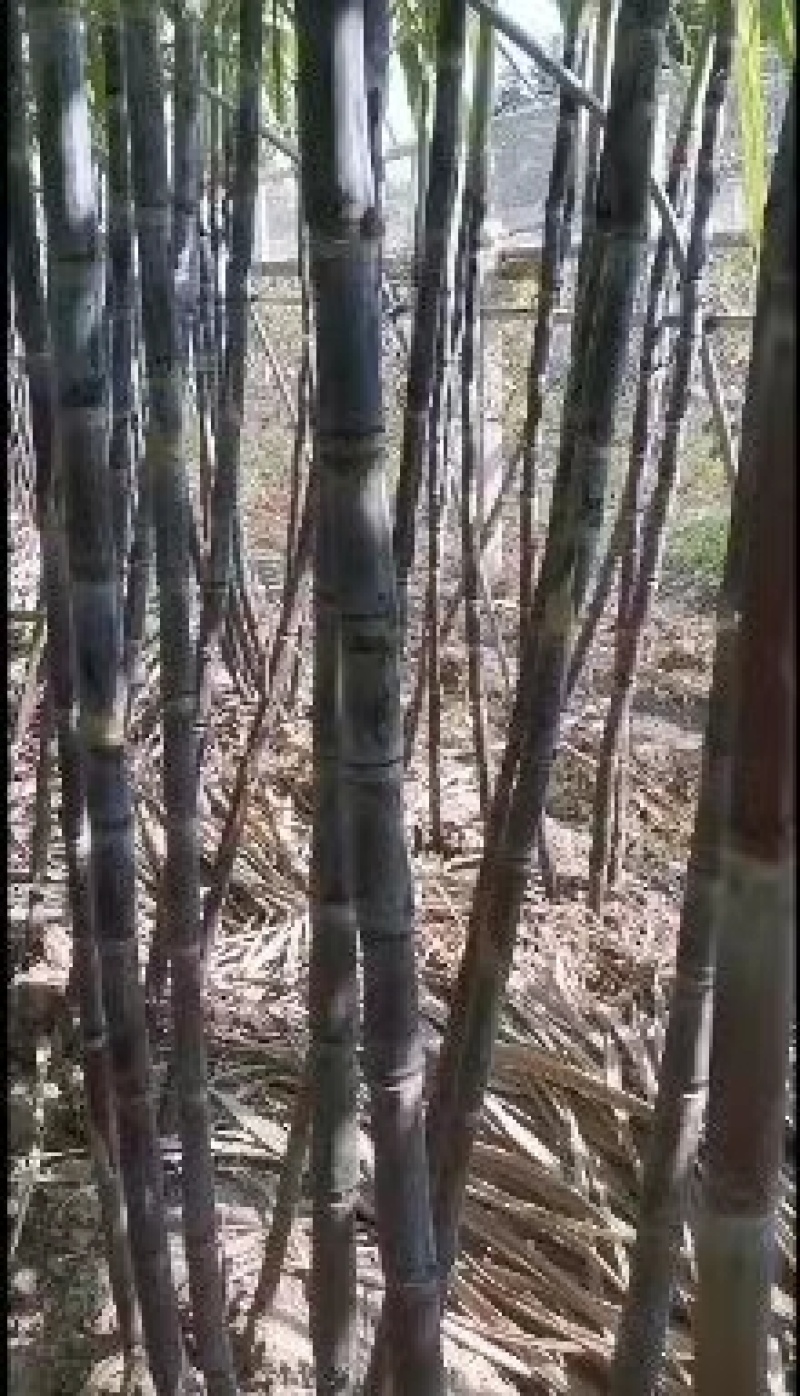 北方甘蔗上市啦，口感好脆甜，个头粗大，甘蔗绝对口感好
