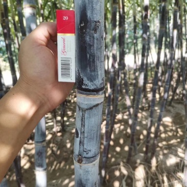 北方甘蔗上市啦，口感好脆甜，个头粗大，甘蔗绝对口感好