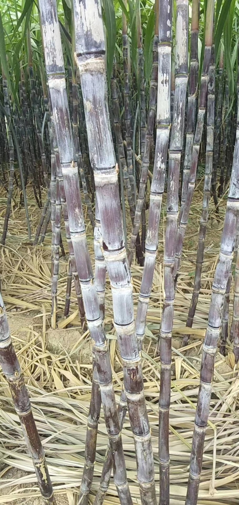 北方甘蔗上市啦，口感好脆甜，个头粗大，甘蔗绝对口感好