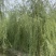 青皮垂柳各种规格垂柳金丝垂柳青皮垂柳！