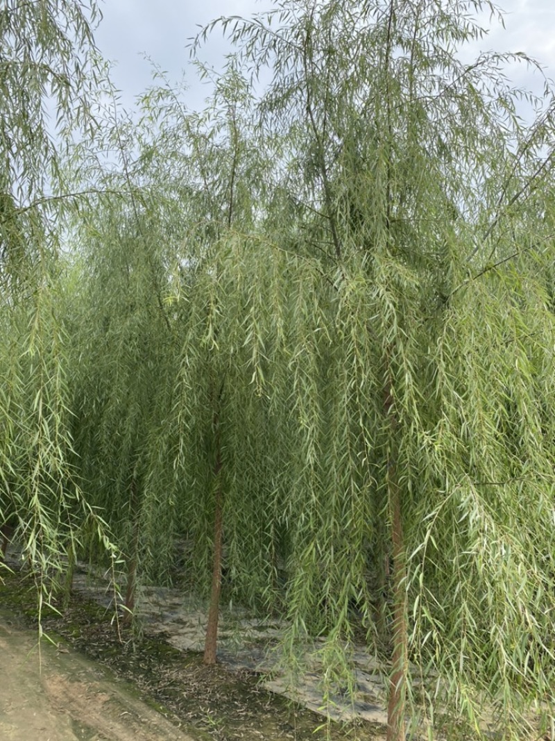 青皮垂柳各种规格垂柳金丝垂柳青皮垂柳！