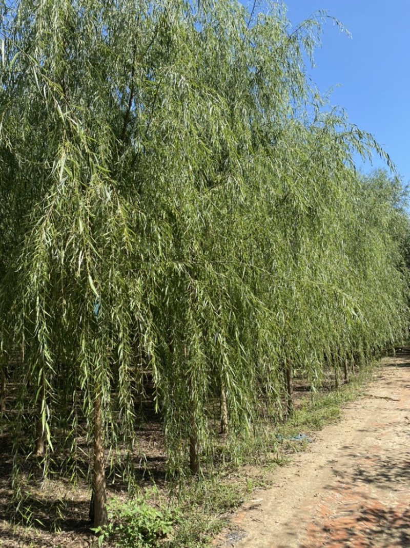青皮垂柳各种规格垂柳金丝垂柳青皮垂柳！