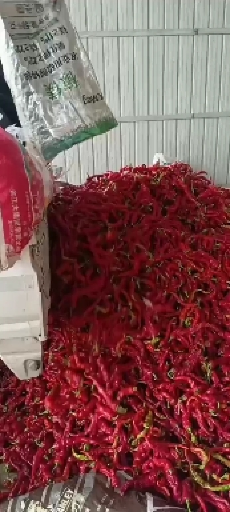 辣椒