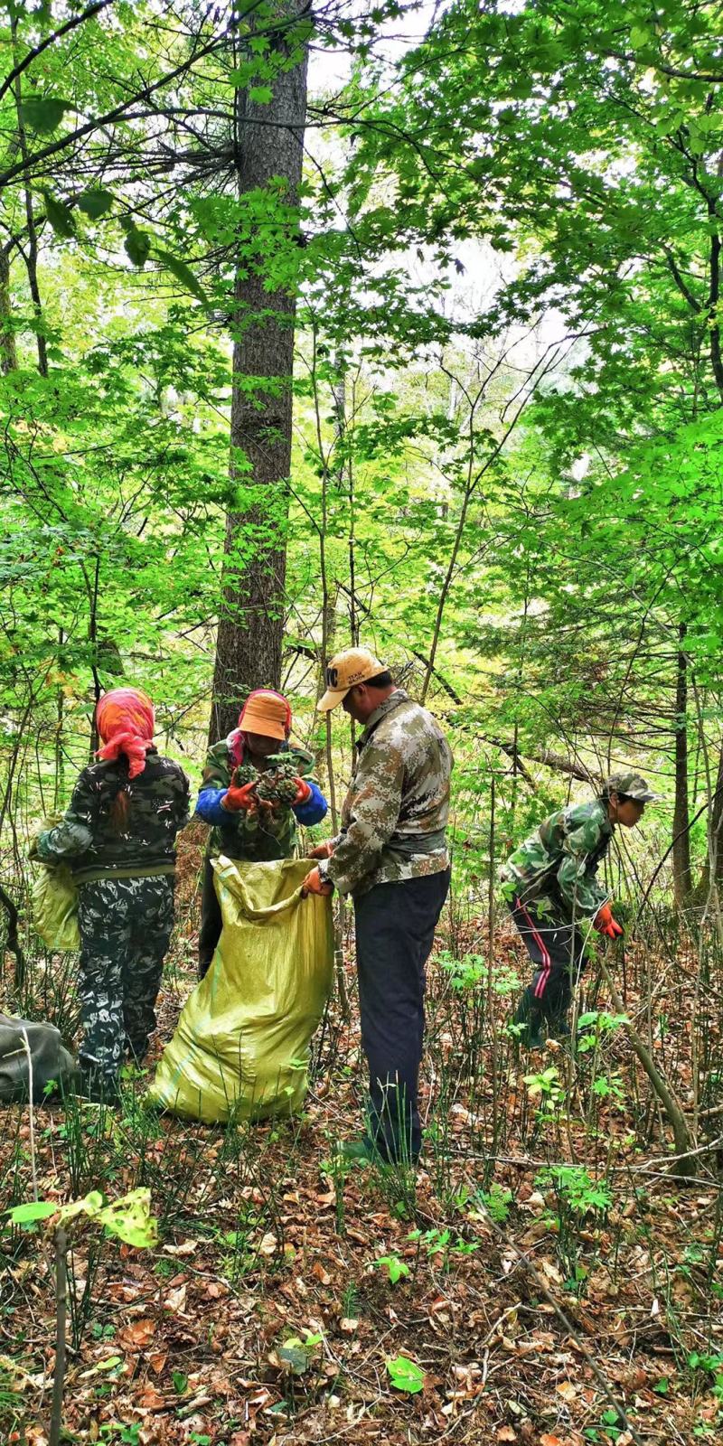 松籽、长白山松籽、生松塔籽、大颗粒、籽饱满