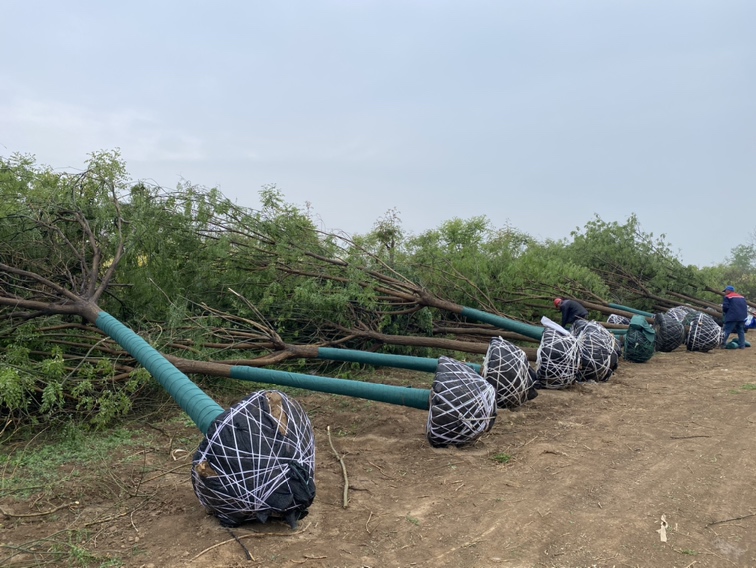施工现场展示一棵地径20公分的国槐正在被吊车移栽,树体完整带土球,工人正在进行定位与扶正操作。周围有运输车辆和施工设备,体现大型乔木移植的专业流程 地径20公分的国槐移植现场