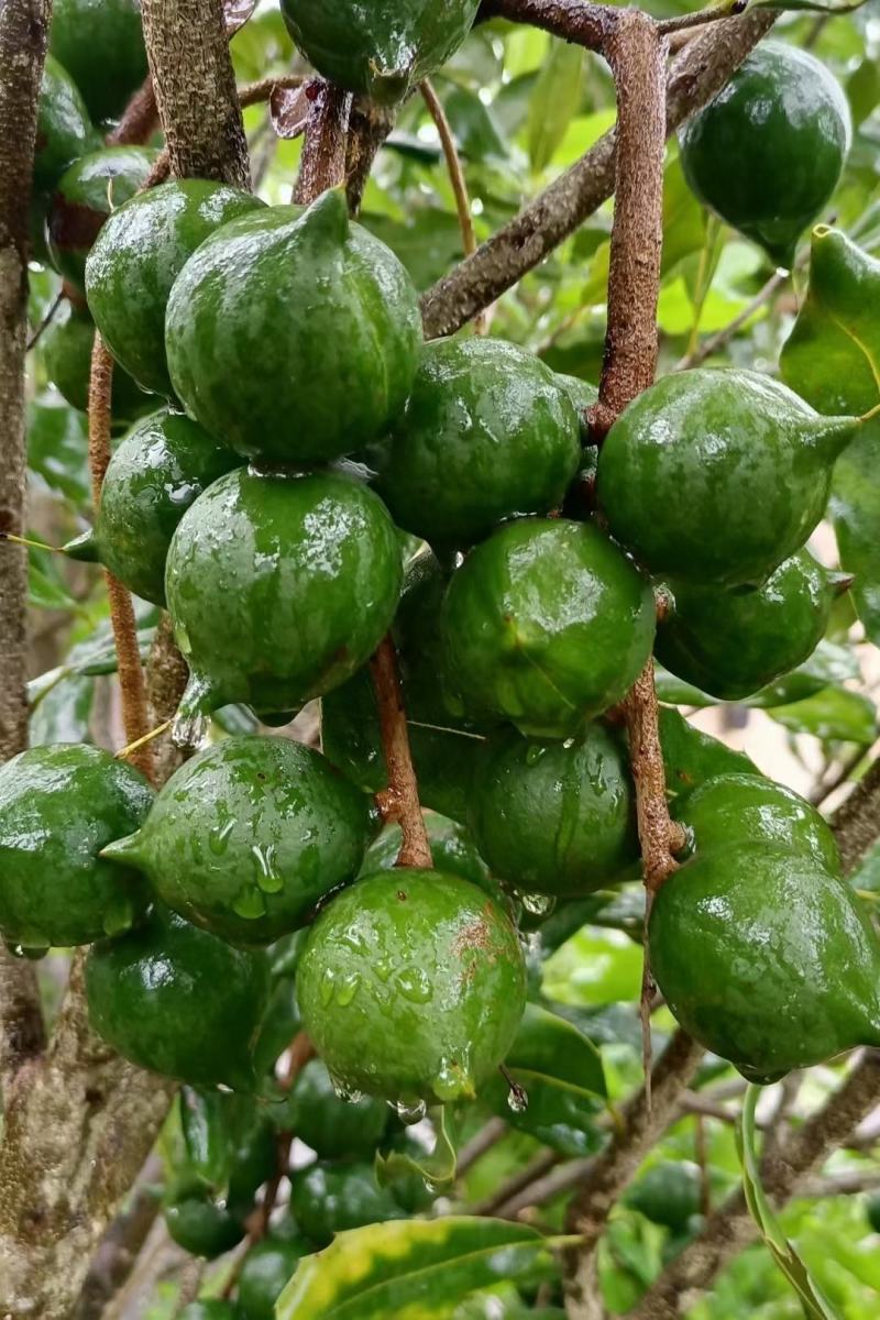 忆晶香牌开口笑夏威夷果澳洲坚果坚果干果年货