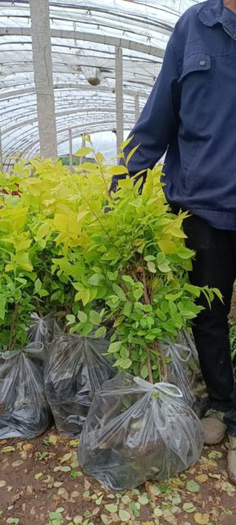 金叶榆杯苗