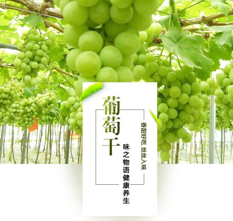 【推荐】新疆吐鲁番葡萄干口感好无杂质欢迎选购量大价格可谈