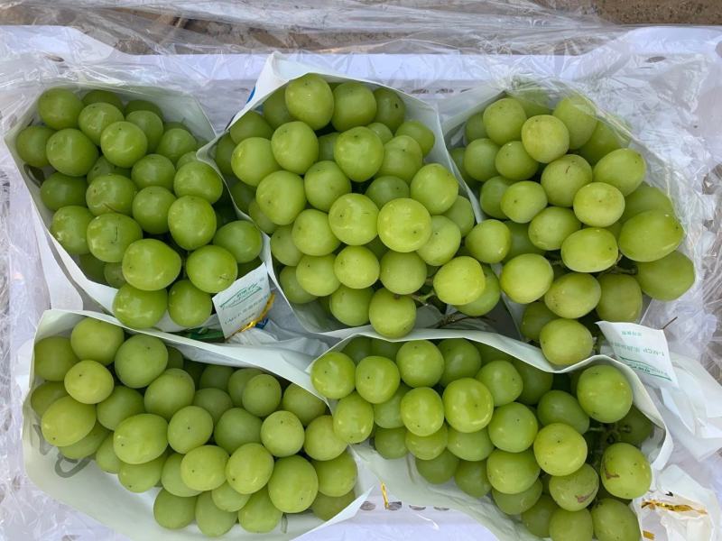 【低价批发】阳光玫瑰葡萄品质好，新疆红提巨峰葡萄克伦产地