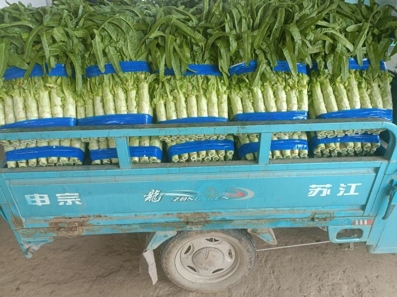 山东兰陵精品红尖莴笋，大量供应优质莴笋，质量好价格低