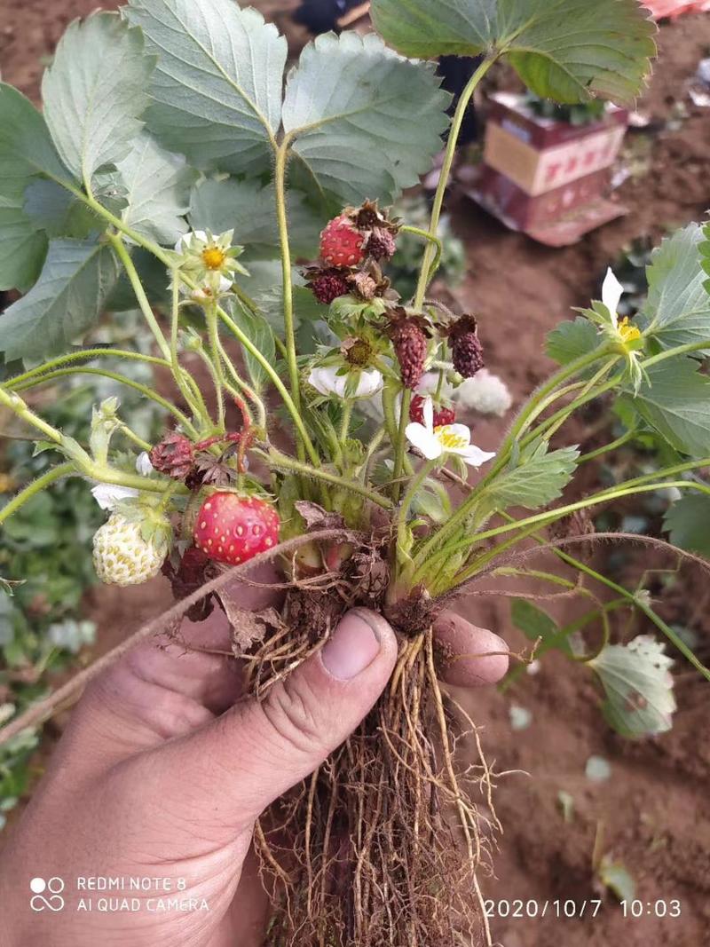 山东脱毒草莓苗四季种植草莓苗香甜奶油秧苗当年结果优质苗木