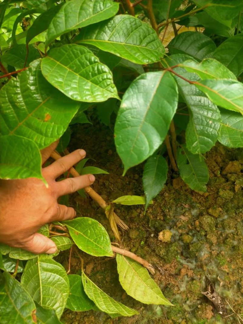 橄榄树苗乌榄苗黑榄苗黄榄苗青榄苗广西灵山发货