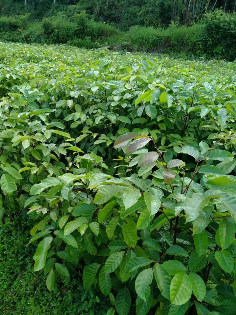 橄榄树苗乌榄苗黑榄苗黄榄苗青榄苗广西灵山发货