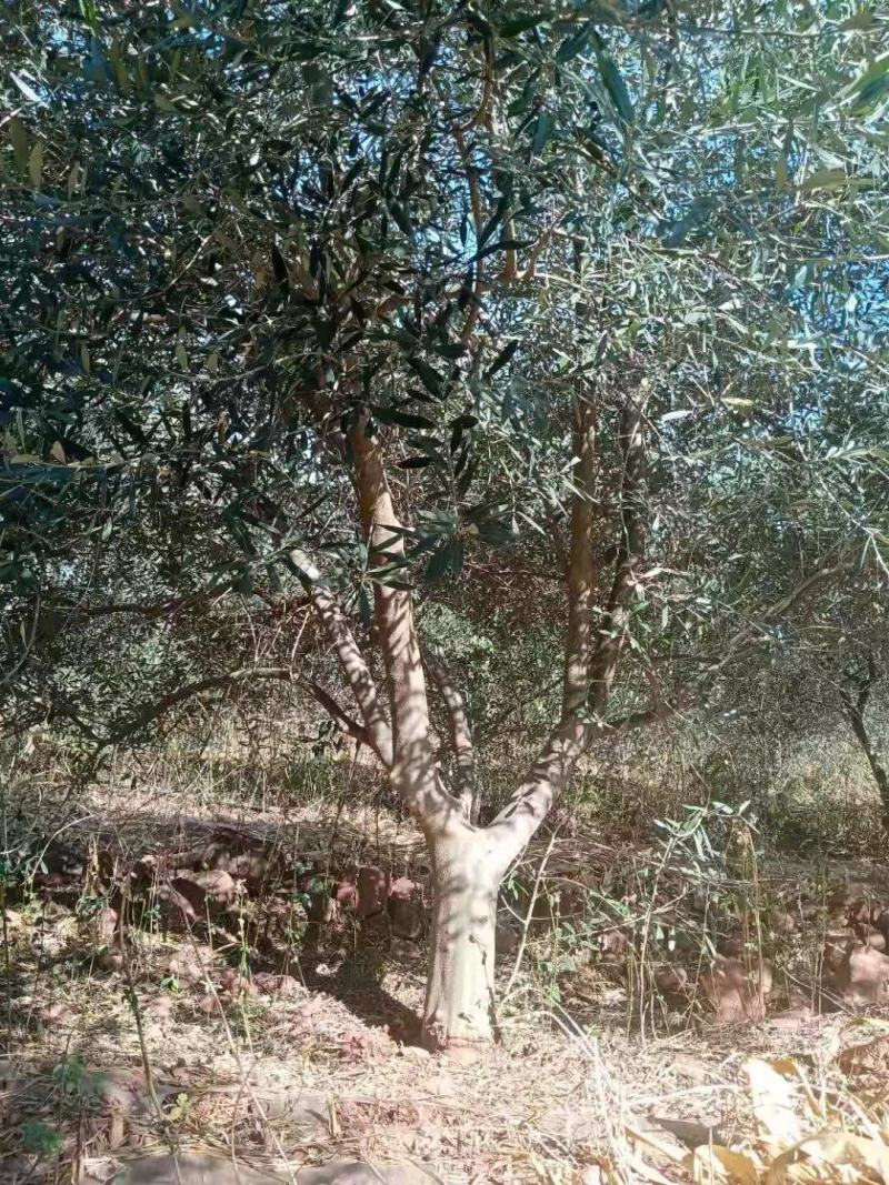 油橄榄树各种规格要求都有，基地直供