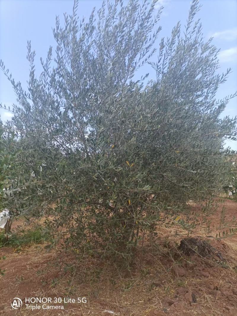 油橄榄树各种规格要求都有，基地直供