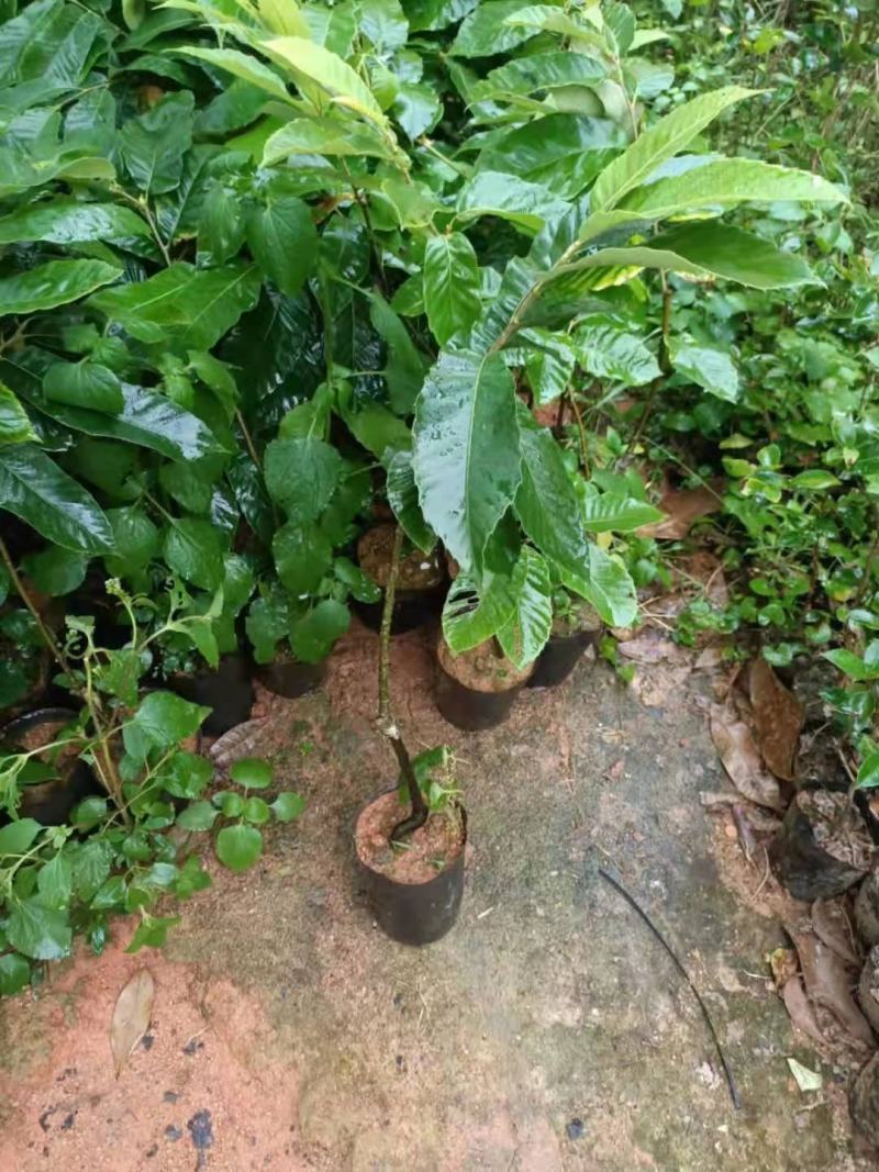 【精品】板栗苗，嫁接苗，挂果快地苗杯苗免费指导欢迎来