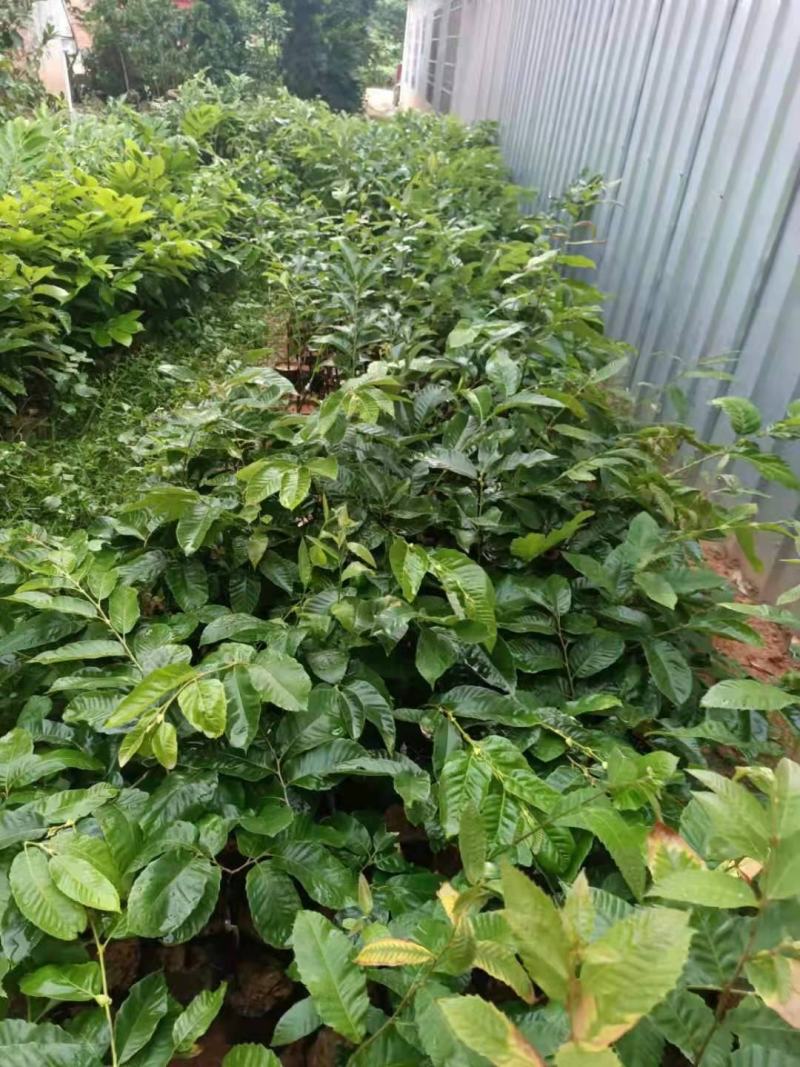 【精品】板栗苗，嫁接苗，挂果快地苗杯苗免费指导欢迎来