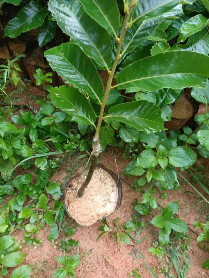 【精品】板栗苗，嫁接苗，挂果快地苗杯苗免费指导欢迎来