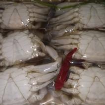 腌制东港当地尖蟹，保质保量，特别新鲜腌制，一袋500克，