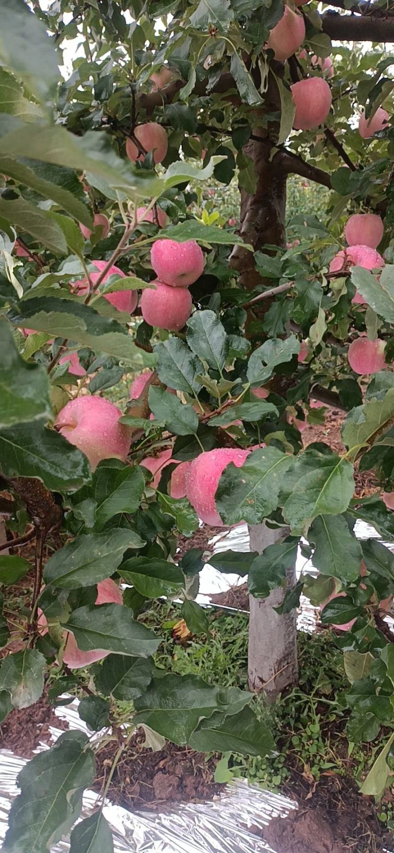 甘肃白银靖远高山冰糖心富士大量上市了