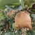 晚秋黄梨开园了！自家梨园！欢迎新老顾客前来采购！