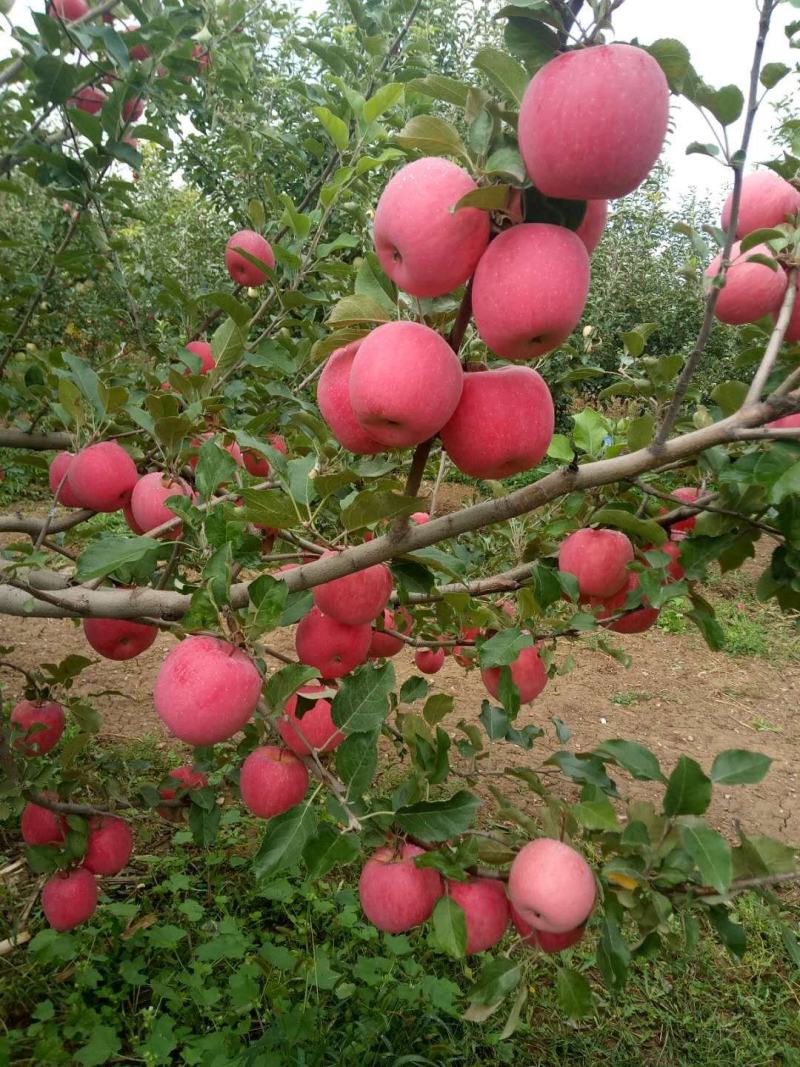 甘肃白银靖远高山冰糖心富士大量上市了