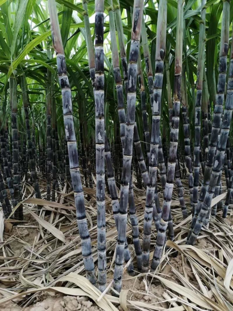 黑皮甘蔗现在批发，没有中间商差价