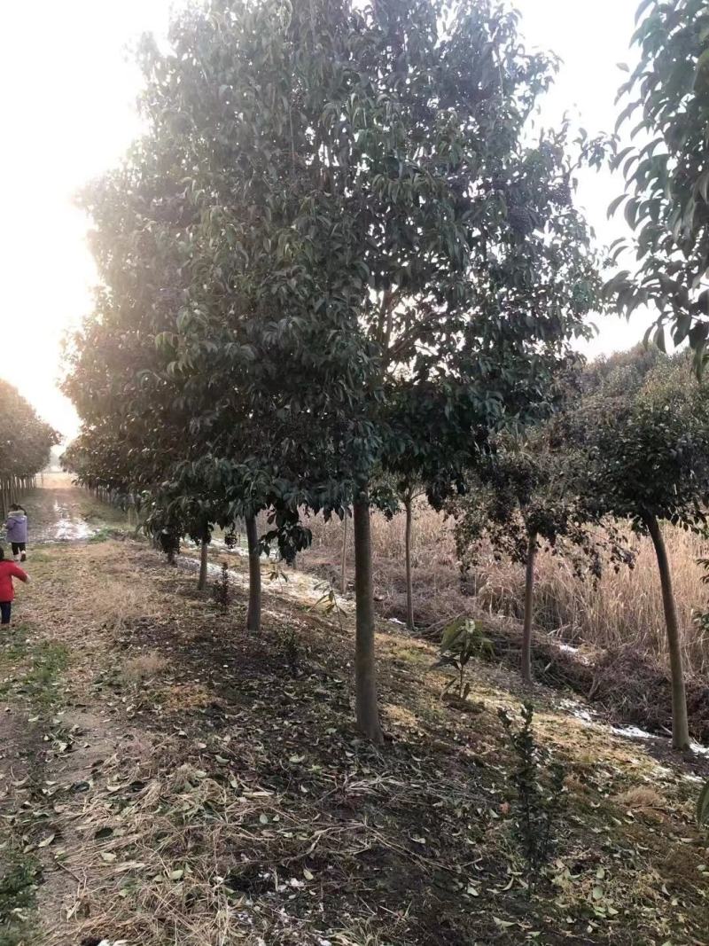 绿化乔木精品大叶女贞4-20公分，分枝可选