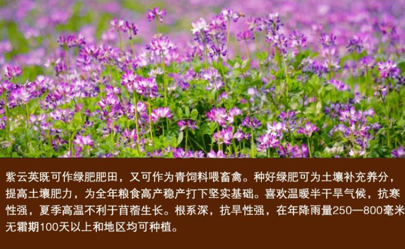 紫云英种子
