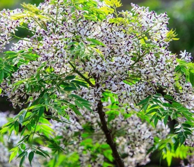 「优」苦練树苦练树練早树苦練树苗苦練绿化苗木哑巴树