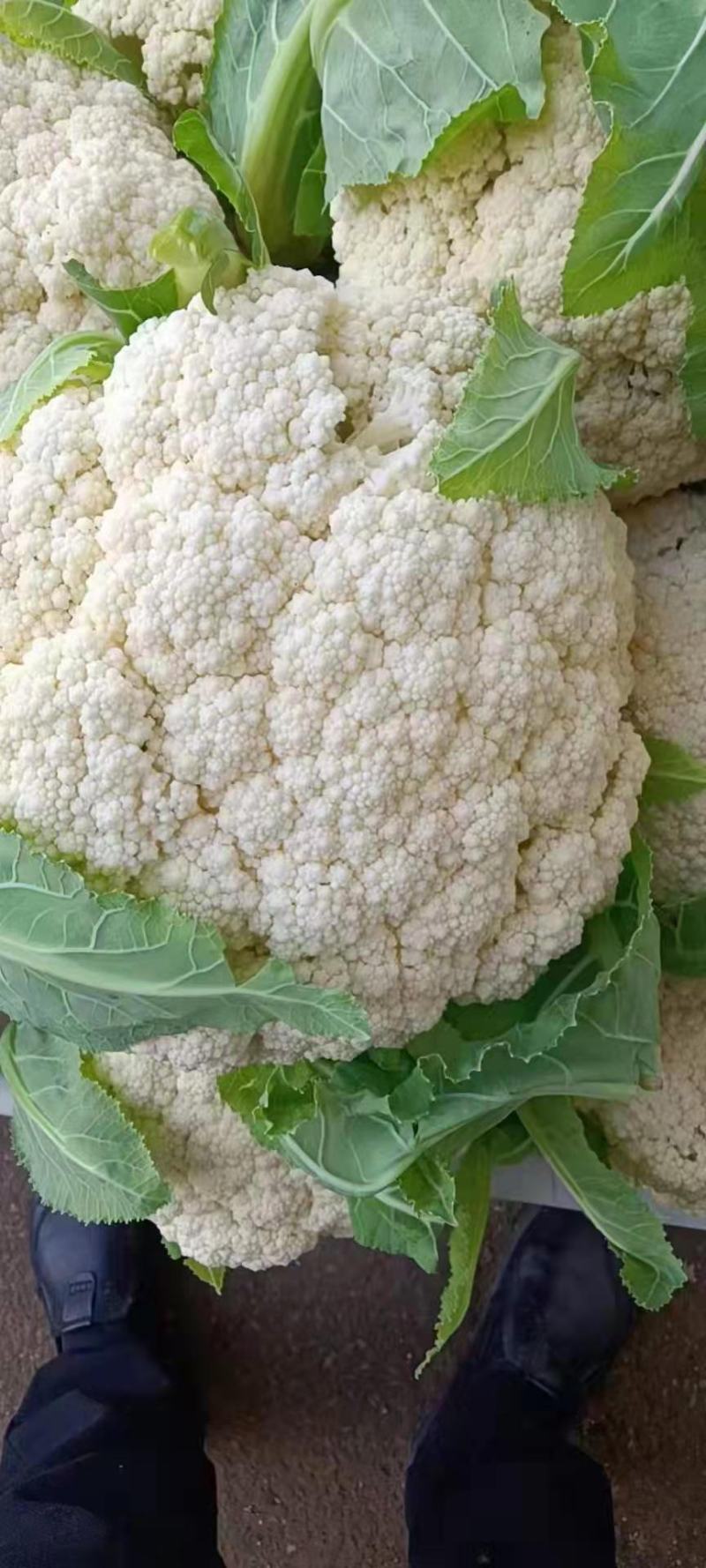 砀山县有机花菜，青梗小米粒，大棚有机花菜，白面，基地批发