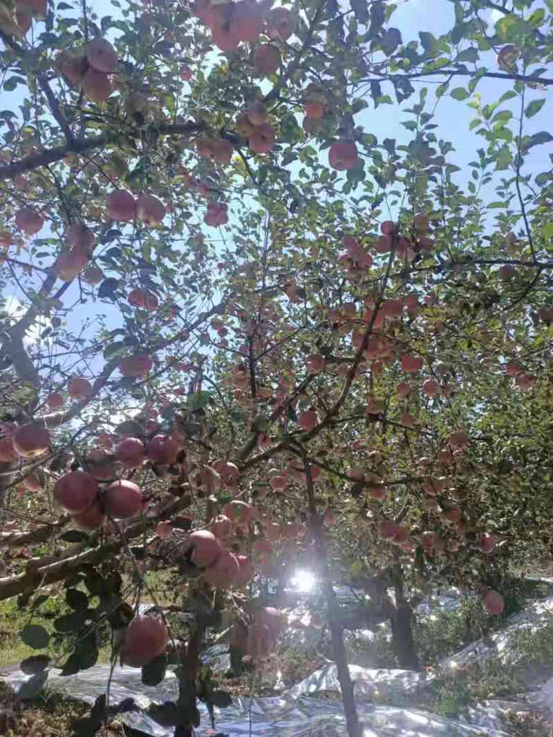 昭通红富士糖心苹果香甜可口大量供映先来先得价格美丽！！！