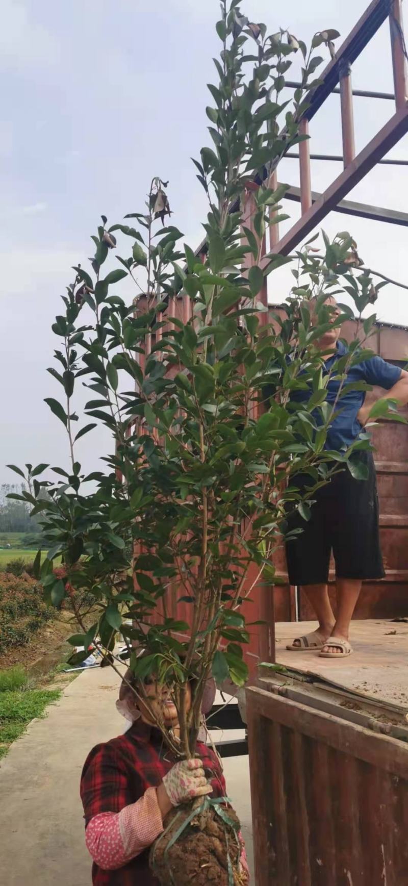 红叶石楠大杯苗大桶苗和红叶石楠篱笆苗石楠小杯苗等