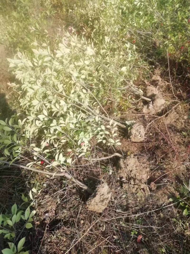 红叶石楠大杯苗大桶苗和红叶石楠篱笆苗石楠小杯苗等