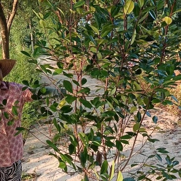 红叶石楠大杯苗大桶苗和红叶石楠篱笆苗石楠小杯苗等
