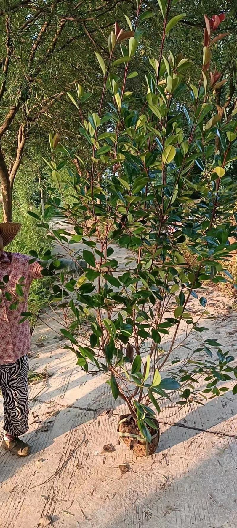 红叶石楠大杯苗大桶苗和红叶石楠篱笆苗石楠小杯苗等