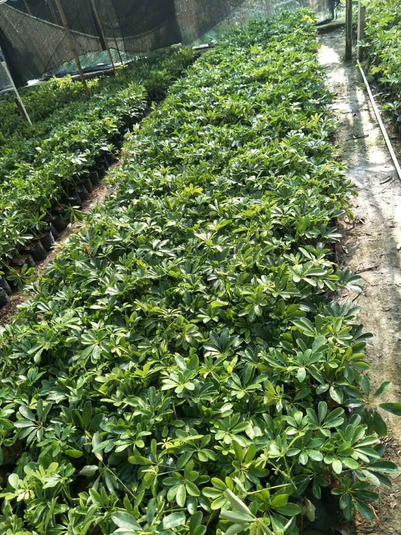 鸭脚木，鹅掌柴