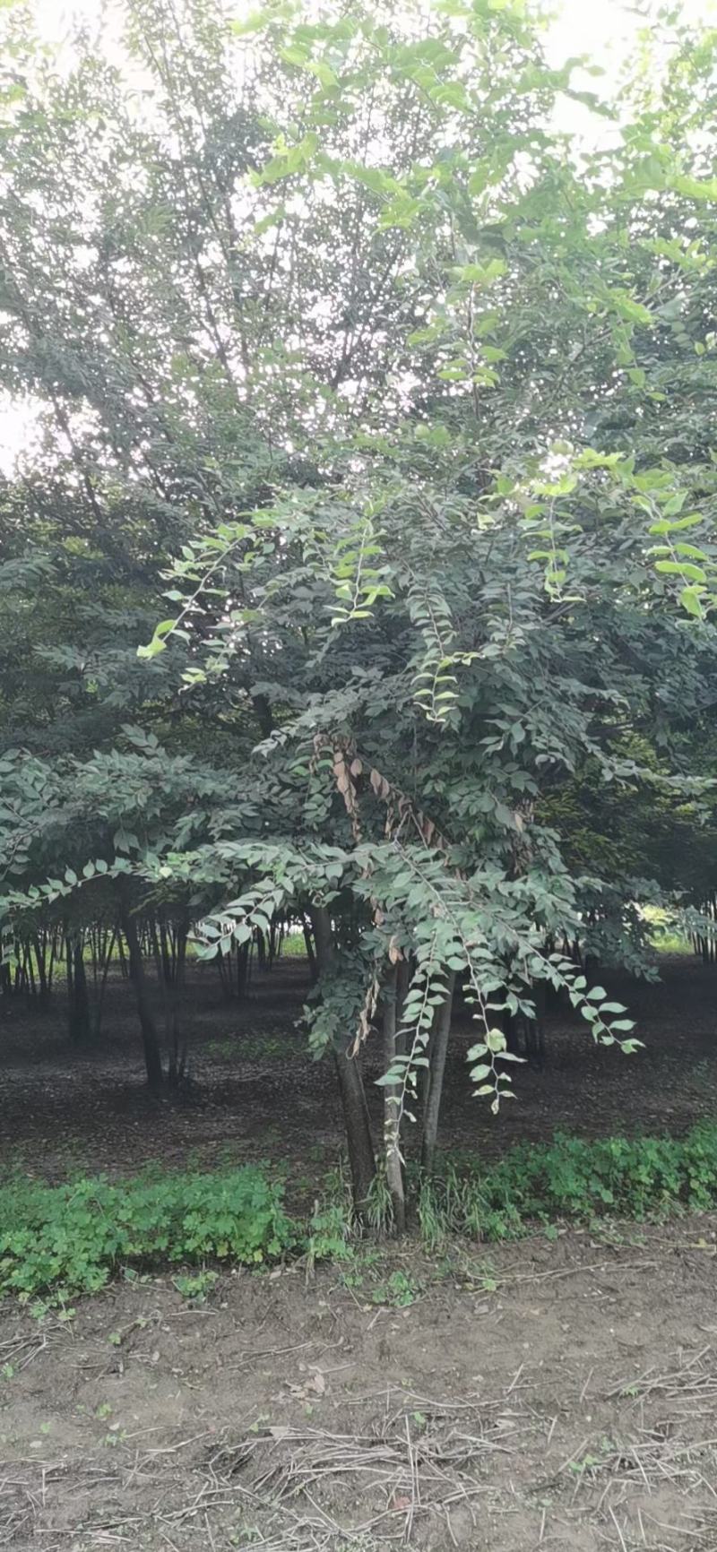 丛生朴树丛生榉树丛生乌桕