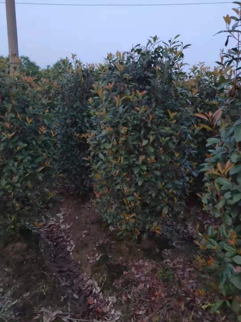 红叶石楠球60-3米和精品石楠柱及造型石楠