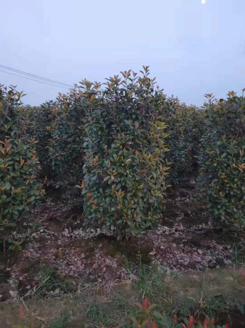 红叶石楠球60-3米和精品石楠柱及造型石楠