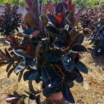 精品黑金刚花，黑金刚场地直销大量供应欢迎咨询