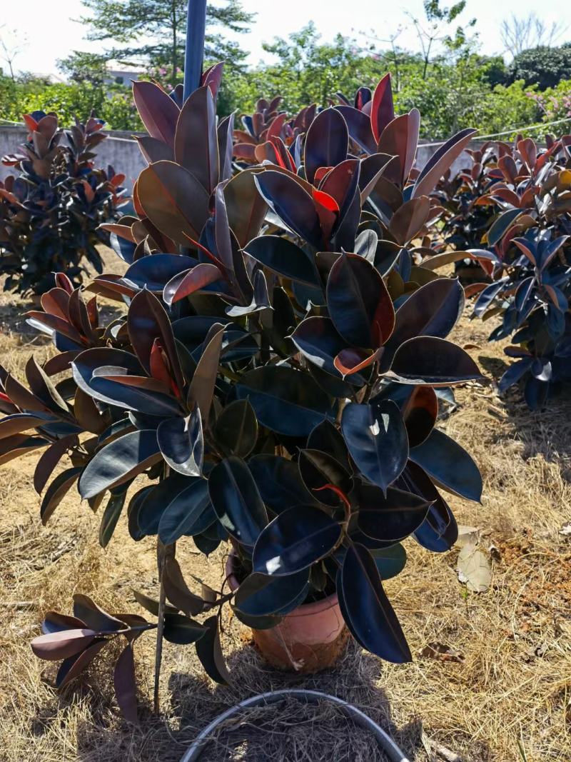 精品黑金刚花，黑金刚场地直销大量供应欢迎咨询